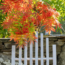 Ladda upp bild till gallerivisning, Petes Stol